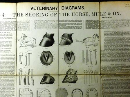 Illustrations from Veterinary Diagrams in tabular form