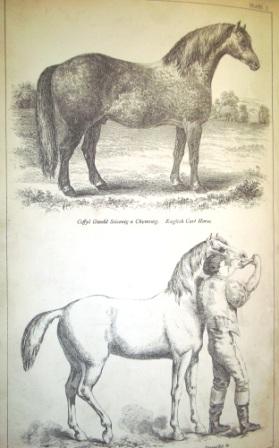 Plate 1 English Cart Horse and th method of giving draughts to horses
