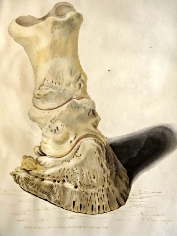 Plate 3. Front view of the bones of the fore foot of a horse in their relative situation