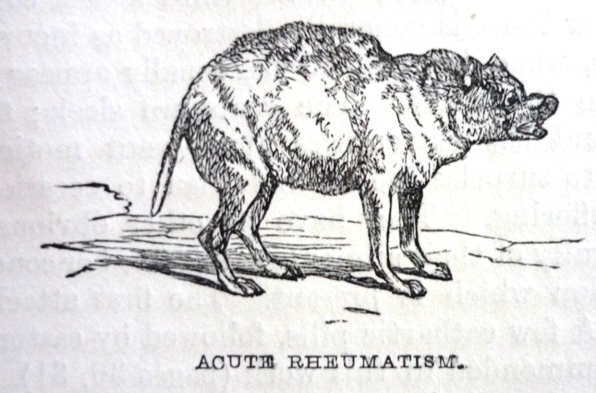 Edward Mayhew's Dogs: their management - Acute rheumatism