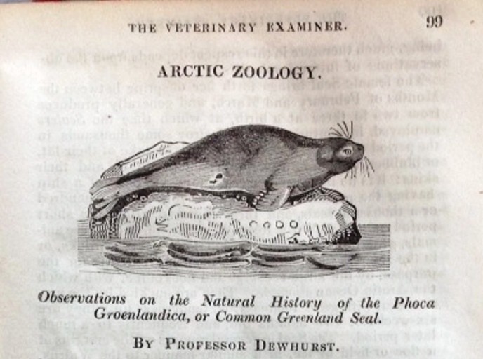 Illustration of a Common Greenland Seal