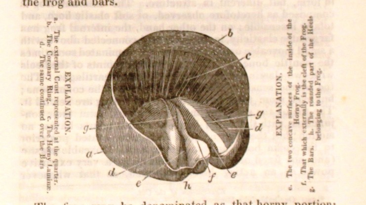 Illustration of the frog from Braddon's article on the hoof
