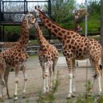 Giraffes at Belfast Zoo copyright Kenneth Allen from Georgraph