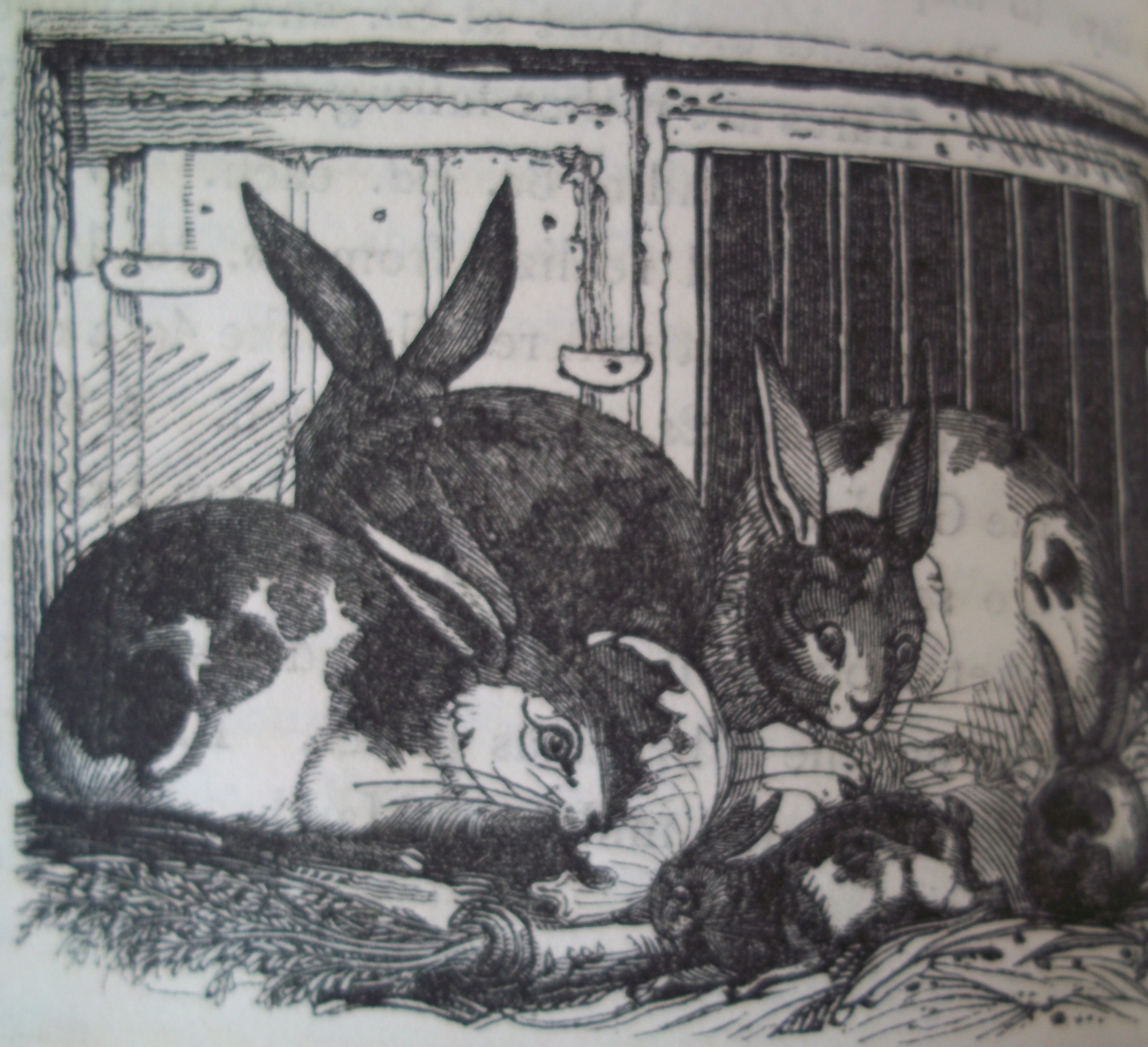 Domestic rabbits in 'A Practical Treatise...' by Moubray, 1834