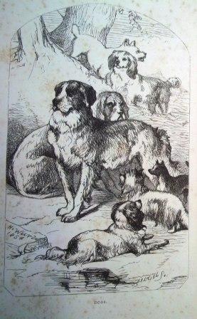 Frontispiece from Mayhew's Dogs: their management