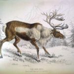 Image of Reindeer from William Jardine's The Naturalist's Library Vol 21 Mammalia: deer, antelopes, camels etc. (London: Chatto & Windus)