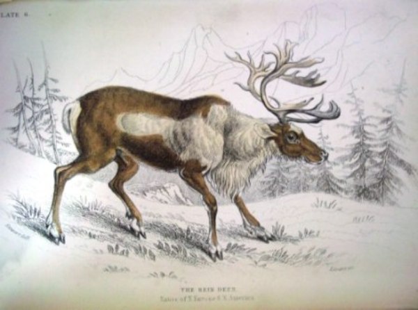 Image of Reindeer from William Jardine's The Naturalist's Library Vol 21 Mammalia: deer, antelopes, camels etc. (London: Chatto & Windus)