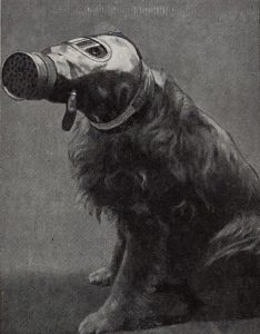 Dog in WW2 gas mask